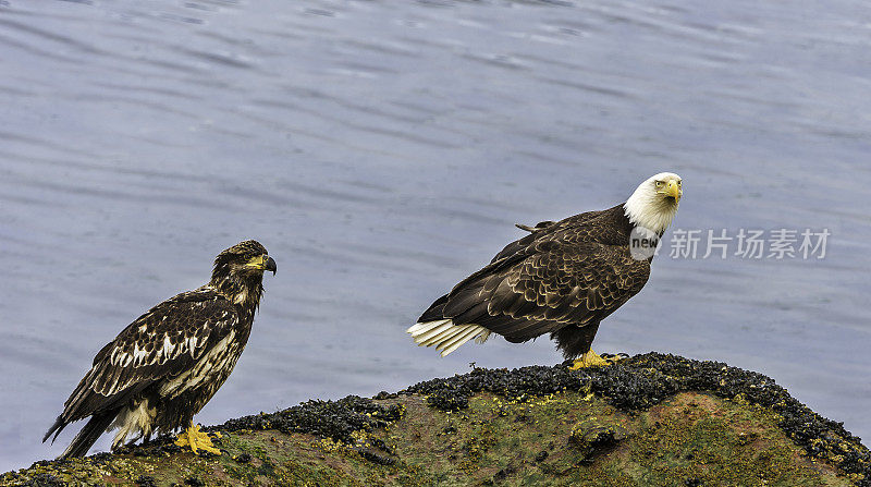 白头秃鹰(Haliaeetus leucocephalus)是一种发现于北美的猛禽。它被发现在大片开阔水域附近，那里有丰富的食物供应和可以筑巢的古老树木。阿拉斯加威廉王子湾。成人和青少年。